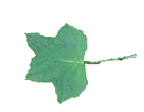 Poplar Leaf Summer